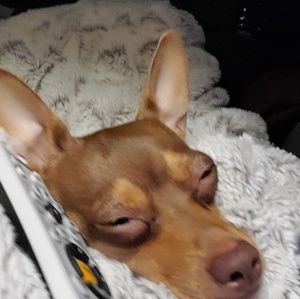 Meet your Posher, Janet